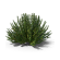 نباتات